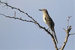 Bahama Mockingbird